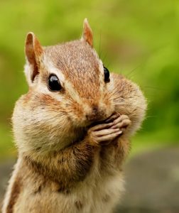 closeup portrait of a chipmunk with her cheeks full